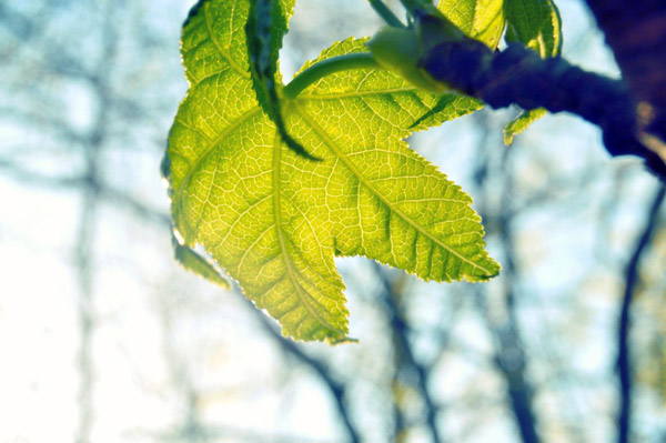 找个自动发货的免费ddos在线攻击